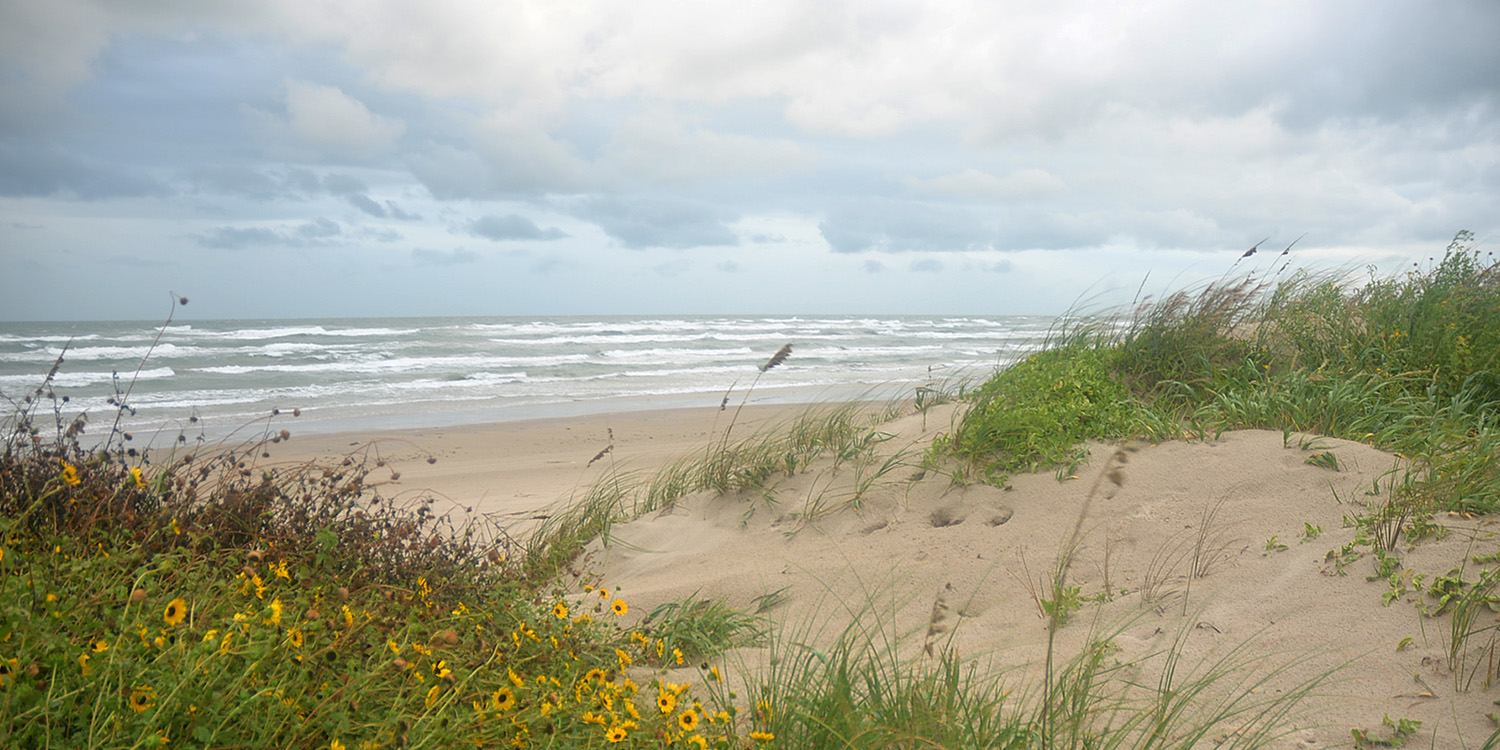 Beach photo of Wildflowers and grass on the sand with crashing waves in the background